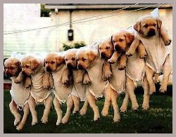Washing Line of Puppies