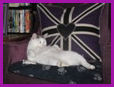 Tinkerbelle on Cushions