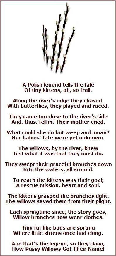 Pussy Willow Poem
