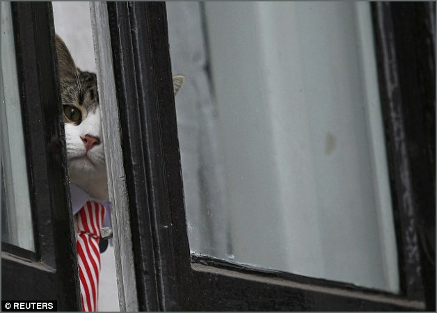 Assange Cat peekaboo