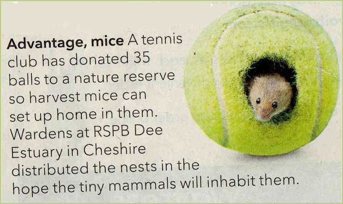 Field Mouse and Tennis Ball