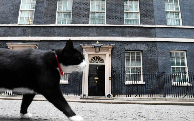 Palmerston no. 11 cat on the prowl