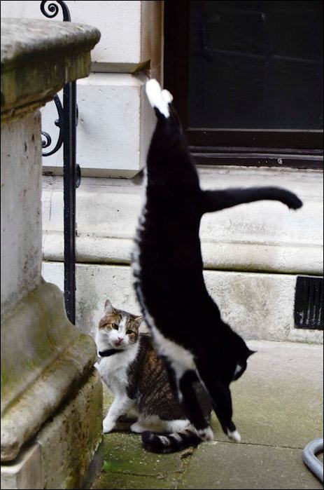Cat Fight in Downing Street