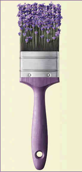 Lavender Brush solo