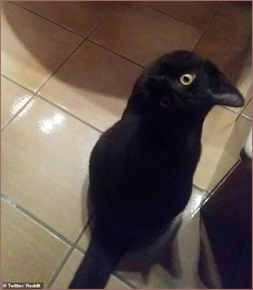 Cat or Crow