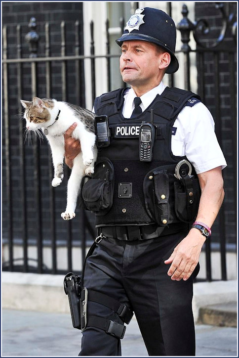 Larry the cat under the arm of the law