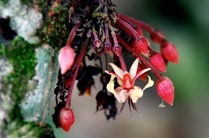 Cocoa Flower image