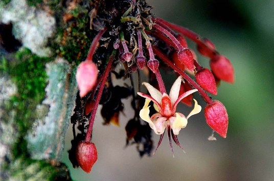 Flower of the Cacao