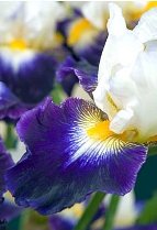 Noctambule Iris