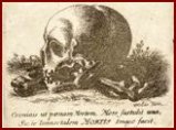 Skull by Hollar