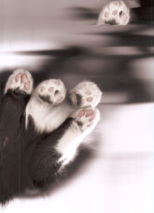 How many paws can you see?