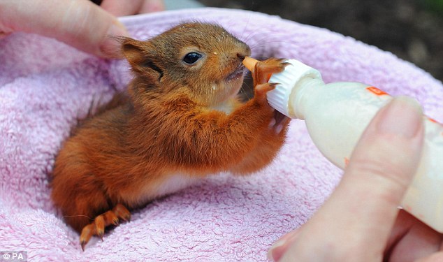 Squirrel bottle fed