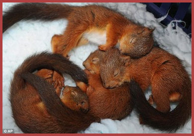 4 Baby Squirrels