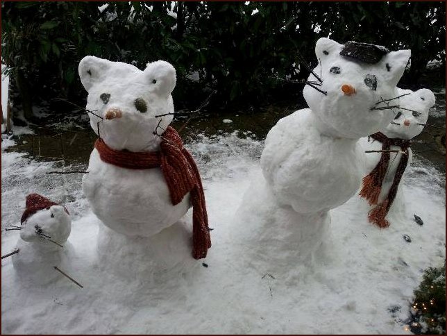 Snow Cats
