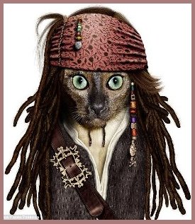 Depp Pirate Cat