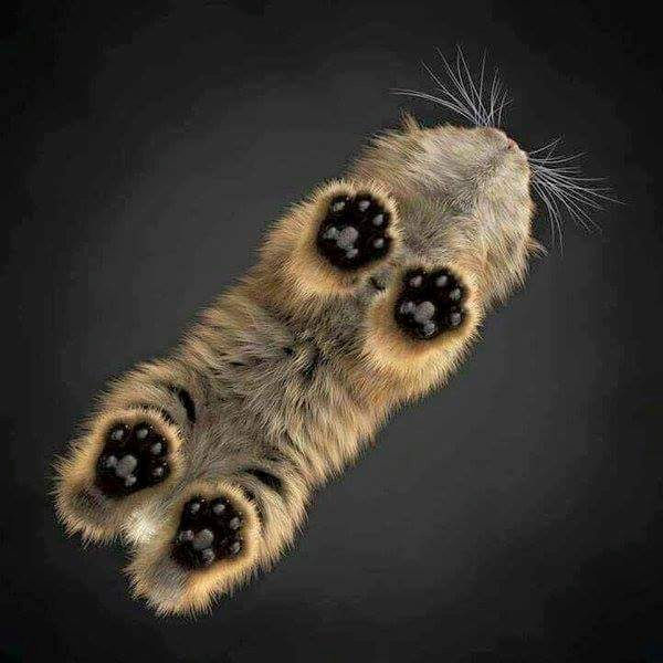 Cats Paws