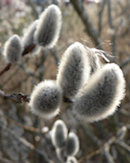 Pussy Willow Catkins
