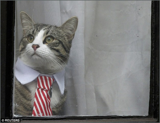 Assange Cat portrait
