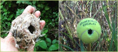 Tennis ball as a nest