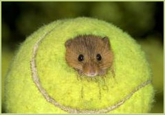 Mouse in tennis ball