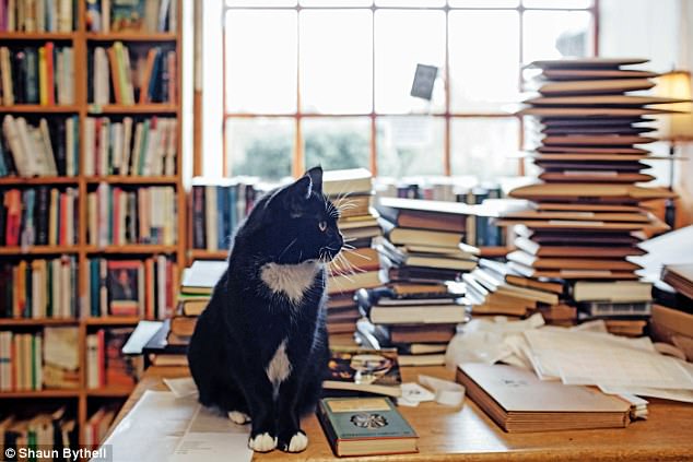 Bookshop Cat
