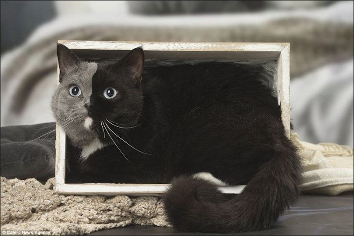 Chimera Cat in Box
