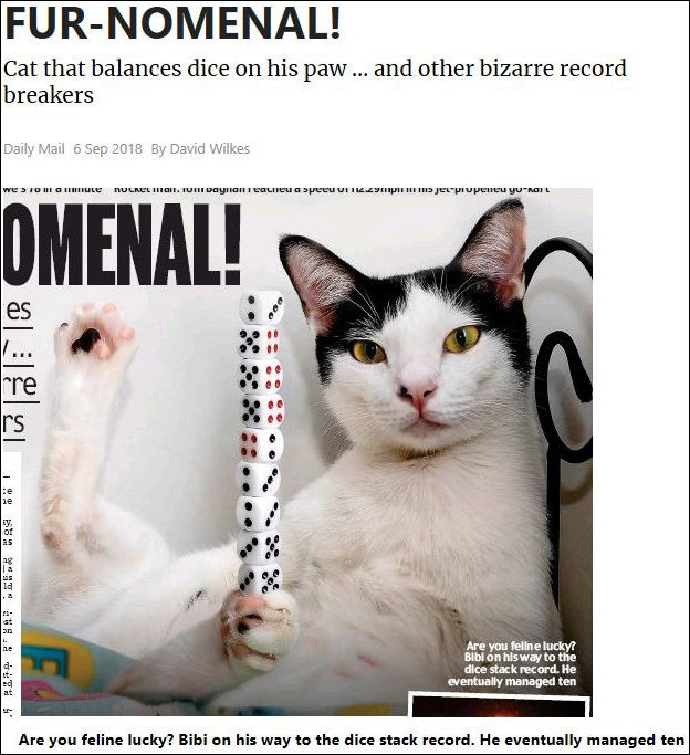 The Furnomenal Cat Bibi and his dice