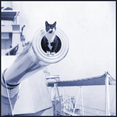 Cat on board ship