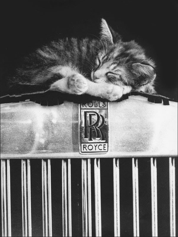 David McEnerys Rolls Royce Cat