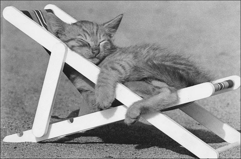 [Image: Cats_CatNap_McEnery_1989.jpg]