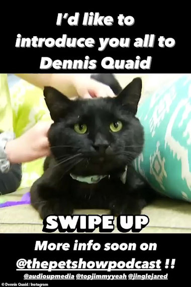 Dennis Quaid Cat at Shelter