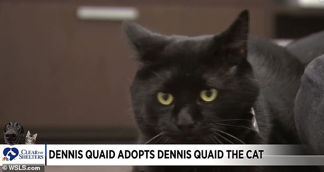 TV image of Dennis Quaid the Cat adopted by Dennis Quaid the actor