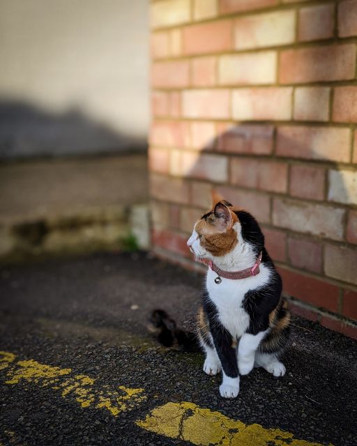 Vera the Bletchley Park Cat